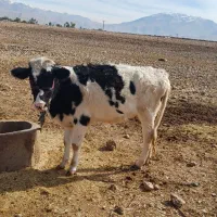 فروش گوساله داشتی