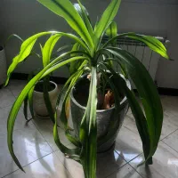 گلدان موزی بزرگ