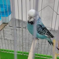 مرغ عشق انگلیسی ماده|پرنده|بابلسر, |دیوار