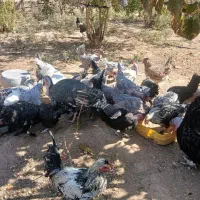 مرغ و خروس محلی|حیوانات مزرعه|رفسنجان, |دیوار