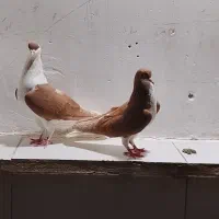 یه جفت کبوتر شهری