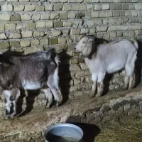 دو عدد بزغاله ماده|حیوانات مزرعه|خاوه, |دیوار