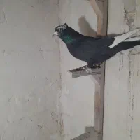 ساده جلو بسته  قره سینه