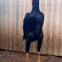 جوجه اوشامو