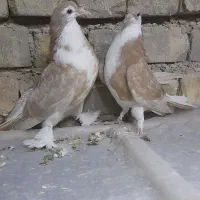 کبوتره دمگیر دوبحر ۳عدد فروشی|پرنده|برخوار, |دیوار