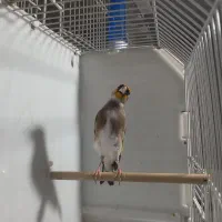 کرمانی کشیده و درشت و آماده