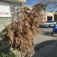 باغبانی مجتمع