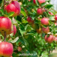 نهالستان مهندس قاسمی تولید کننده انواع نهال|خدمات باغبانی و درختکاری|آبش احمد, |دیوار