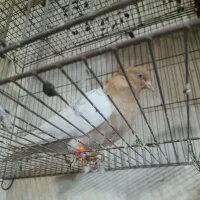 کبوتر رنگی|پرنده|قم, ولیعصر|دیوار