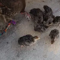 بوقلمون محلی