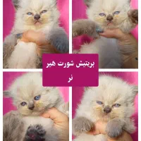 گربه های ملوس