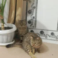 گربه خانگی|گربه|شیراز, کیان آباد|دیوار