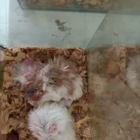 همستر پشمالو|موش و خرگوش|رشت, یخسازی|دیوار