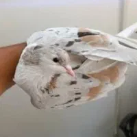 ساده سیاه گم شده