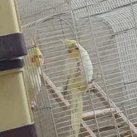 یه جفت عروس هلندی بالغ وتخمگذار