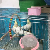 عروس هلندی و مرغ عشق|پرنده|خمینی‌شهر, |دیوار