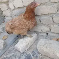 مرغ جوان