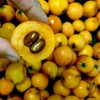 ازگیل ژاپنی