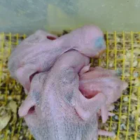 شاه طوطی سرلاکی