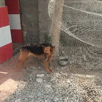 سگ ژرمن ماده 8ماهه