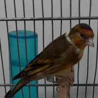 سهره قناری سرخ ابلغ دهن سهره