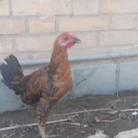 مرغ محلی ملاثانی