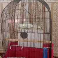 فروش عروس هلندی ماده|پرنده|پارس‌آباد, |دیوار