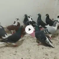 ۱۶عدد کفتر آلمانی و رنگه|پرنده|آبکوه, |دیوار