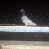 پلاکی وزرد دمسفید