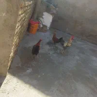 سه عدد خروس|پرنده|بروجرد, |دیوار