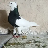 کبوتر طوقی|پرنده|مریوان, |دیوار