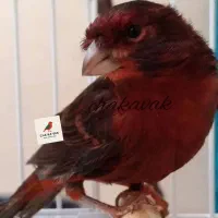 قناری سرخ سوخته