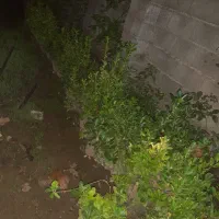 گل شمشاد|گل و گیاه طبیعی|آستانه اشرفیه, |دیوار