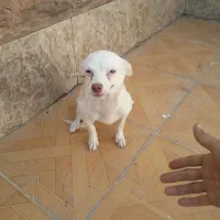 یک عدد سگ ماده یک ساله شی واوا|سگ|خرمشهر, |دیوار