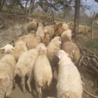 ۵۰ رس بره نر بفروش میرسد|حیوانات مزرعه|تالش, تالش|دیوار