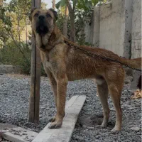 سگ نر سرابی|سگ|کرج, آق تپه|دیوار