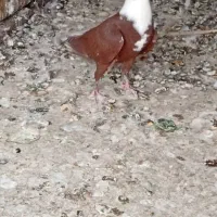 مقلف مخمل بی عیب|پرنده|کازرون, |دیوار