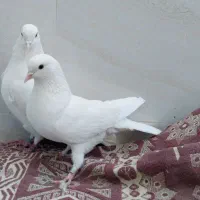 کبوتر سفید پرشی (تهرانی)|پرنده|خمینیشهر, |دیوار