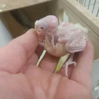 عروس هلندی سرلاکی