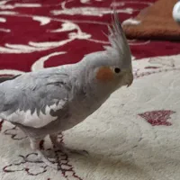 عروس هلندی سینامون