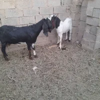 بو بزغاله|حیوانات مزرعه|خواف, |دیوار