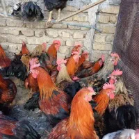 خروس ومرغ برای خیرات وچشم نظر تحویل درب منزل