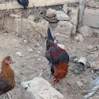 فروش مرغ وخروس|حیوانات مزرعه|وحدتیه, |دیوار