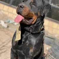 سگ روتوایلر سگ گارد و نگهبان باغ ویلا