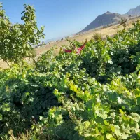 باغ انگور و میوه|فروش زمین و ملک کلنگی|زنده رود, |دیوار