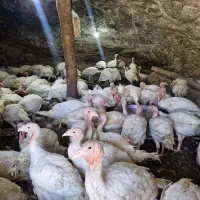 بوقلمون گوشتی