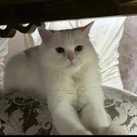 گربه ی نر پرشین آماده ی جفت گیری