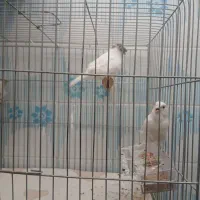 قناری گلستر