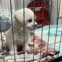 پودل مالتیز|سگ|تهران, صادقیه|دیوار