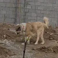 سگ سرابی